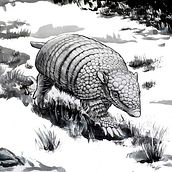 Inktober 2022 - Armadillo. Un progetto di Illustrazione tradizionale di Léa Fernandez - 15.10.2022