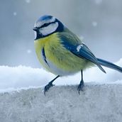 My project for course: Artistic Watercolor Techniques for Illustrating Birds. Traditional illustration, Watercolor Painting, Realistic Drawing, and Naturalistic Illustration project by Jo Morton - 06.05.2023