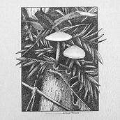 Meu projeto do curso: Ilustração com tinta e bico de pena: registre o mundo natural. Esboçado, Desenho, Desenho artístico, Sketchbook, Ilustração com tinta e Ilustração naturalista projeto de Samuel Martins Hosken - 06.06.2023