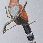 Scientific Illustration of Animals in Watercolor - Alma de gato. Un progetto di Illustrazione tradizionale, Pittura ad acquerello, Disegno realistico e Illustrazione naturalistica di Izabela de Lima - 07.06.2023
