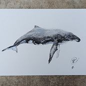 Mi proyecto del curso: Técnicas de ilustración naturalista: ballenas en acuarela. Un proyecto de Bellas Artes, Pintura, Pintura a la acuarela e Ilustración naturalista				 de Antía Varela Muñiz - 09.06.2023