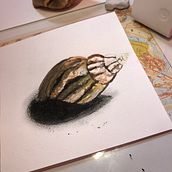 Mis dos primeras acuarelas después de varios años sin intentarlo, en este caso dos caracoles, marino y terrestre. Ein Projekt aus dem Bereich Aquarellmalerei, Traditionelle Illustration und Naturalistische Illustration von Franklin Borja Contreras - 03.06.2023