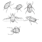 Mi proyecto del curso: Ilustración científica aplicada al diseño de patrones . Ilustrație tradițională, Design de model, Ilustrație digitală & Ilustrație naturalistă de Estíbaliz Bazán Martín - 06.13.2023