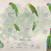 Psitácidos de Manantlán. Information Design, Infographics, Drawing, and Traditional illustration project by rcmancilla - 06.13.2023