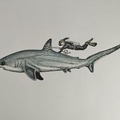 Mi proyecto del curso: Ilustración científica de animales en acuarela/Tiburón con buzo. Un progetto di Illustrazione tradizionale, Pittura ad acquerello, Disegno realistico e Illustrazione naturalistica di javramirez1603 - 14.06.2023