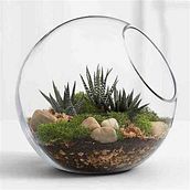 Mi proyecto del curso: Arte vegetal: crea tu propio terrario abierto Ein Projekt aus dem Bereich Innendesign, L, schaftsbau, Dekoration von Innenräumen, DIY und Blumen- und Pflanzendesign von Sergio Garcia Fernandez - 05.04.2023