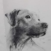 Mi proyecto del curso: Ilustración de animales con carboncillo y tinta. Un proyecto de Bellas Artes, Dibujo, Ilustración con tinta e Ilustración naturalista				 de v2065 - 15.06.2023