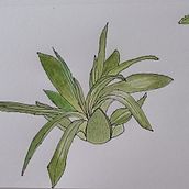 My first attempt at sketching a plant. Traditional illustration, Sketching, Drawing, Watercolor Painting, Botanical Illustration, and Sketchbook project by Damawi Summer - 06.16.2023