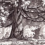Inking Nature Ein Projekt aus dem Bereich Traditionelle Illustration von Heather Souliere - 19.06.2023