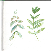My project for course: Botanical Illustration with Watercolors. Traditional illustration, Fine Arts, Painting, Drawing, Watercolor Painting, and Botanical Illustration project by Vanessa Wagner - 06.19.2023