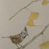 Il mio progetto del corso: Illustrazione naturalistica: acquerello in positivo e negativo. Un projet de Illustration traditionnelle, Beaux Arts, Peinture, Dessin, Aquarelle, Illustration botanique et Illustration naturaliste de Chiara Zanotto - 20.06.2023