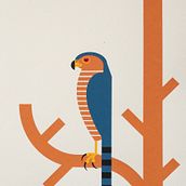 Hawk Season : Sharp-shinned Hawk Screenprint. Traditional illustration, Design, and Screen Printing project by Brian Rusnica - 06.21.2023