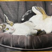 Lazy Cat. Un proyecto de Pintura al óleo de Bruno - 22.06.2023
