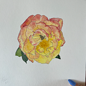 My project for course: Botanical Sketchbooking: A Meditative Approach. Ilustração tradicional, Esboçado, Desenho, Pintura em aquarela, Ilustração botânica, e Sketchbook projeto de emma_varvaloucas - 21.06.2023
