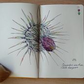 Mi proyecto del curso: Cuaderno botánico en acuarela. Un projet de Illustration traditionnelle, Aquarelle, Illustration botanique , et Carnet de croquis de Mayte Sánchez Sempere - 22.06.2023