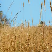 Mi proyecto del curso: Fotografía para principiantes: descubre tu cámara digital . Fotografie, Fotografie digitală și Compoziție fotografică de Denisse Jeldres Ovalle - 06.22.2023