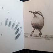 Mon projet du cours : Techniques artistiques d'aquarelle pour illustrer les oiseaux. Traditional illustration, Watercolor Painting, and Realistic Drawing project by Jacques Delaunay - 06.23.2023