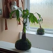 My project for course: Kokedamas: Create Natural Moss Pots . Un projet de Artisanat, Design d'intérieur, Pa, sagisme, Décoration, DIY , et Art floral et végétal de scheilamanica - 25.06.2023