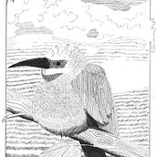 My project for course: Dip Pen and Ink Illustration: Capturing The Natural World. Sketching, Drawing, Artistic Drawing, Sketchbook, Ink Illustration, and Naturalistic Illustration project by Karl Gorman - 06.25.2023