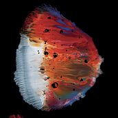 Scanography. Traditional illustration, Arts, and Crafts project by Christoffer Birch - 06.26.2023
