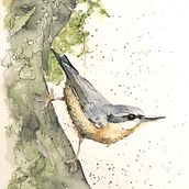 My project for course: Artistic Watercolor Techniques for Illustrating Birds. Traditional illustration, Watercolor Painting, Realistic Drawing, and Naturalistic Illustration project by annemiekzwegers - 06.27.2023