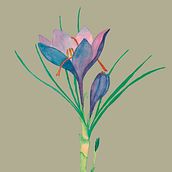 Mi proyecto del curso: Ilustración botánica con acuarela. Traditional illustration, Fine Arts, Painting, Drawing, Watercolor Painting, and Botanical Illustration project by Mercedes Barroso - 06.28.2023
