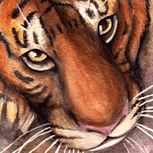 Watercolor Tiger by Ari Brooks. Traditional illustration, and Watercolor Painting project by Ari Brooks - 01.13.2016