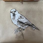 My project for course: Classical Oil Painting for Naturalist Bird Portraiture. Un progetto di Belle arti, Pittura, Pittura ad olio e Illustrazione naturalistica di Michael Fairless - 29.06.2023