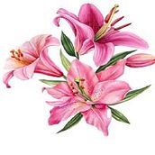Mi proyecto del curso: Acuarela floral Ein Projekt aus dem Bereich Traditionelle Illustration, Musterdesign, Aquarellmalerei und Botanische Illustration von cristoferalvarado34 - 29.06.2023