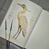 Mi proyecto del curso: Ilustración naturalista de aves con acuarela. Un projet de Illustration traditionnelle, Aquarelle, Illustration naturaliste , et Dessin réaliste de Elías López - 26.06.2023