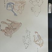 De hond van mijn zoon. Een project van Traditionele illustratie van Tonneke Van Roosmalen - 04.07.2023