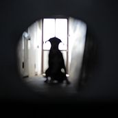 Un verano de perros Ein Projekt aus dem Bereich Fotografie und Porträtfotografie von gisele_f - 04.07.2023
