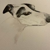 Animal study. Traditional illustration project by jhevans2831 - 07.04.2023