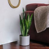 Mi proyecto del curso: Diseño de interiores con plantas desde cero. Interior Design, L, scape Architecture, Decoration, Interior Decoration, DIY, Floral, Plant Design, and Spatial Design project by Eder Josue Eusebio Garcia - 07.05.2023