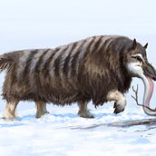 Giant Arctic Numbat Descendant. Un proyecto de Ilustración tradicional, Stor, telling y Concept Art de Vincent Girgenti - 01.07.2023