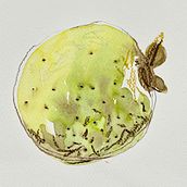 Psidium friedrichsthalium - Cas. Traditional illustration, Painting, Drawing, Watercolor Painting, Ink Illustration, and Naturalistic Illustration project by Adri Ortiz - 07.06.2023