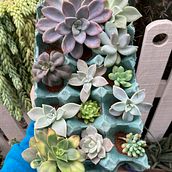 Mi proyecto del curso: Diseño de interiores con plantas desde cero. Interior Design, L, scape Architecture, Decoration, Interior Decoration, DIY, Floral, Plant Design, and Spatial Design project by Fernanda Cuevas - 07.09.2023