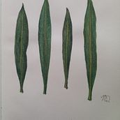 Il mio progetto del corso: Disegno botanico realistico ad acquerello. Design, Traditional illustration, Fine Arts, Painting, Watercolor Painting, and Botanical Illustration project by Martina D. Moriscoová - 07.09.2023