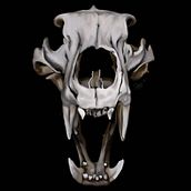 Bear Skull. Un progetto di Illustrazione tradizionale di Stacey Kyme - 09.08.2021