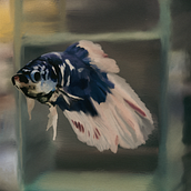 Peixe Beta. Un progetto di Illustrazione tradizionale, Belle arti, Disegno, Illustrazione digitale, Disegno di ritratti, Disegno digitale e Pittura digitale di Eduardo Luis Santilli Junior - 10.07.2023