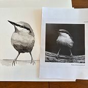 My project for course: Artistic Watercolor Techniques for Illustrating Birds. Un progetto di Illustrazione tradizionale, Pittura ad acquerello, Disegno realistico e Illustrazione naturalistica di shannonclark2023 - 10.07.2023