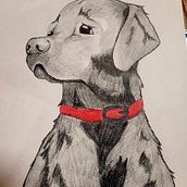 Doxy. Een project van  Tekening y Tekenen met kleurpotloden van Audrey Bernard - 11.07.2023