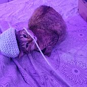 Ranita en crochet. Een project van Haken van Astrid mar - 22.01.2023