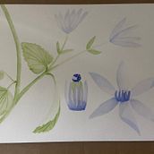 Il mio progetto del corso: Illustrazione botanica con acquerello. Traditional illustration, Fine Arts, Painting, Drawing, Watercolor Painting, and Botanical Illustration project by Lucia Barbo - 07.13.2023