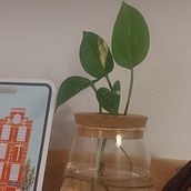 Mi proyecto del curso: Diseño de interiores con plantas desde cero . % Laura tarafından hazırlanan İç Tasarım, Pe, zaj Mimarisi, Dekoras, on, İç Dekoras, on, Kendin Yap, Çiçek ve Bitki Tasarımı, Ve Mekansal Tasarım projesi - 01.20.2024