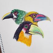 Ramphastidae (em andamento). Ilustração tradicional projeto de Vanessa Marella - 15.07.2023