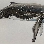 My project for course: Naturalist Illustration Techniques: Whales in Watercolor. Un projet de Beaux Arts, Peinture, Aquarelle et Illustration naturaliste de Sarah Cowan - 13.07.2023