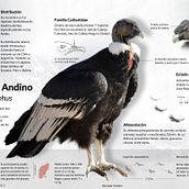 Infografía Cóndor Andino Ein Projekt aus dem Bereich Informationsdesign, Bildbearbeitung, Skulptur, Infografik und Zeichnung von Isabel Labarca Urzúa - 15.07.2023
