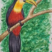 Tucano. Pintura em aquarela projeto de amandabolzanbaldo - 17.07.2023