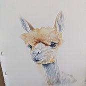 Alpaca portrait. Un progetto di Pittura di fauna86 - 18.07.2023